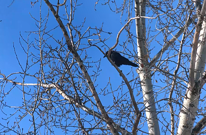 Воронья проблема: пернатые облюбовали дворы и детские площадки в Благовещенске
