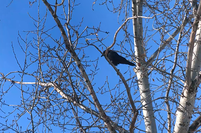 Воронья проблема: пернатые облюбовали дворы и детские площадки в Благовещенске