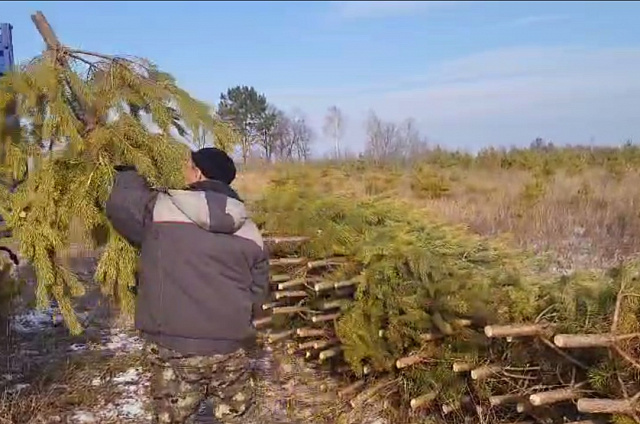 Амурчанам для подготовки к новогодним праздникам ежегодно нужно 25 тысяч елей