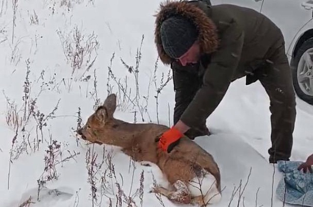 Немного заблудилась: молодая косуля бродила по Новокиевскому Увалу