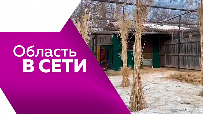 Область в сети. «Цветочный маршрут» Новый вид голубя. Поделки нейросети. «Что такое женское счастье». Вольеры для журавлей. Как изменился Хэйхэ.