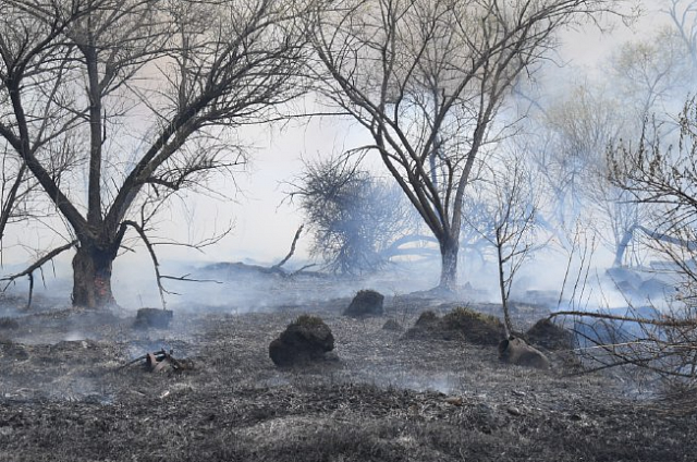 Двенадцать детей и подростков в Амурской области стали виновниками палов с начала действия особого противопожарного режима