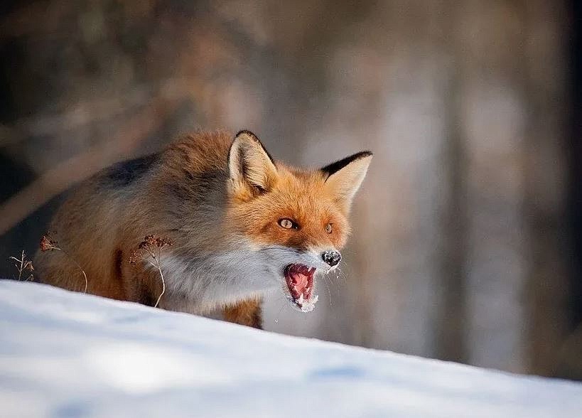 Фото: t.me/vet_ao