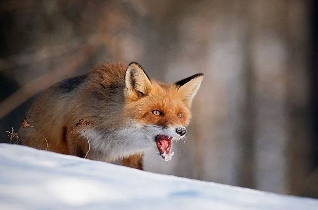 Агрессивная лиса напугала жителей Гродеково: в селе ввели карантин по бешенству