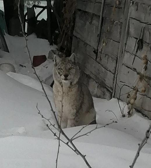 Фото: t.me/ohotaamur28