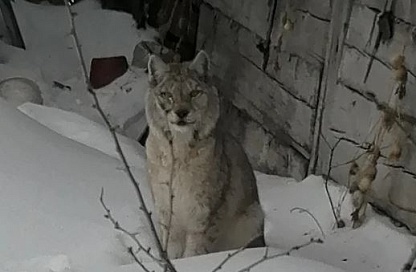 Хищники в гостях: сразу две рыси наведались в Свободненский округ