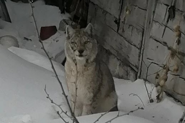 Хищники в гостях: сразу две рыси наведались в Свободненский округ