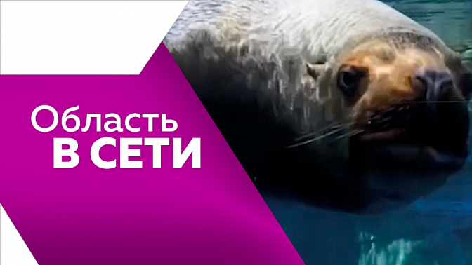 Область в сети. Видеопривет от тюленя, первый полёт над просторами Березовского заказника, шоу дельфинов во время прогулки на катере. 