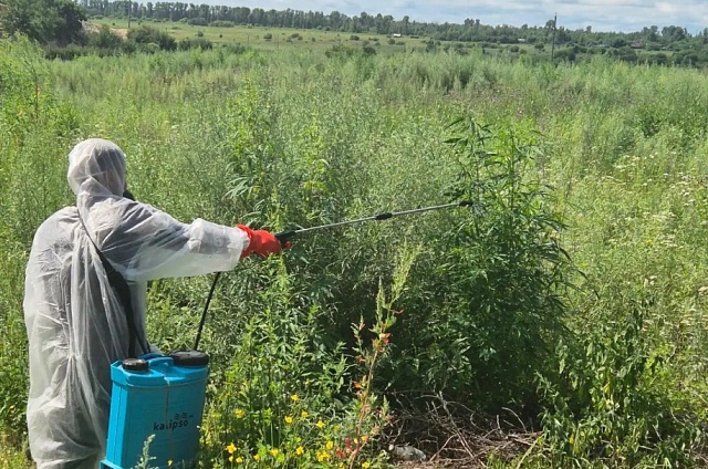 В Белогорском муниципальном округе уничтожат 4,5 гектара дикорастущей конопли