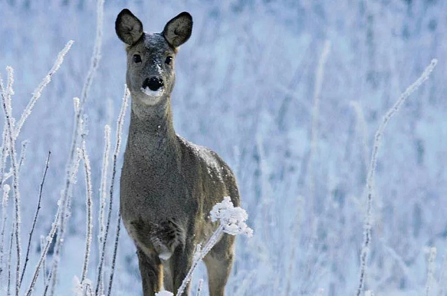 Жители Шимановска лишились прав на охоту и поплатились рублём за гибель трёх краснокнижных животных