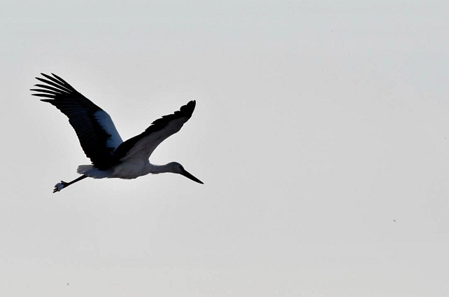 Не улетел на юг: редкий аист устроил себе «зимовку» в Амурской области