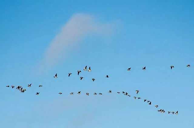 Двоих жителей Благовещенска оштрафовали за незаконную охоту на птиц