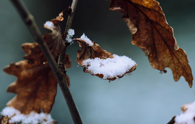 Фото: ru.freepik.com