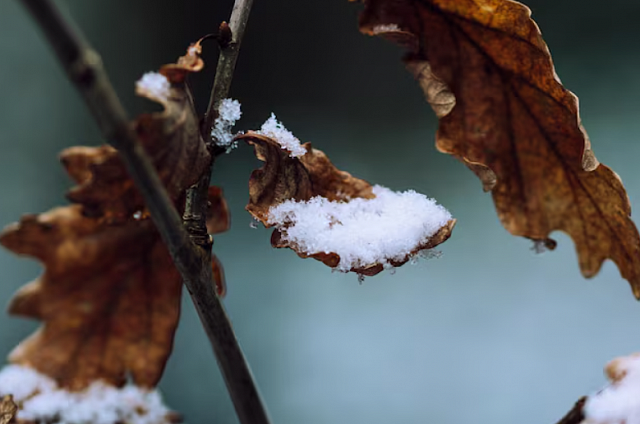 Снег выпадет в субботу на северо-западе Амурской области