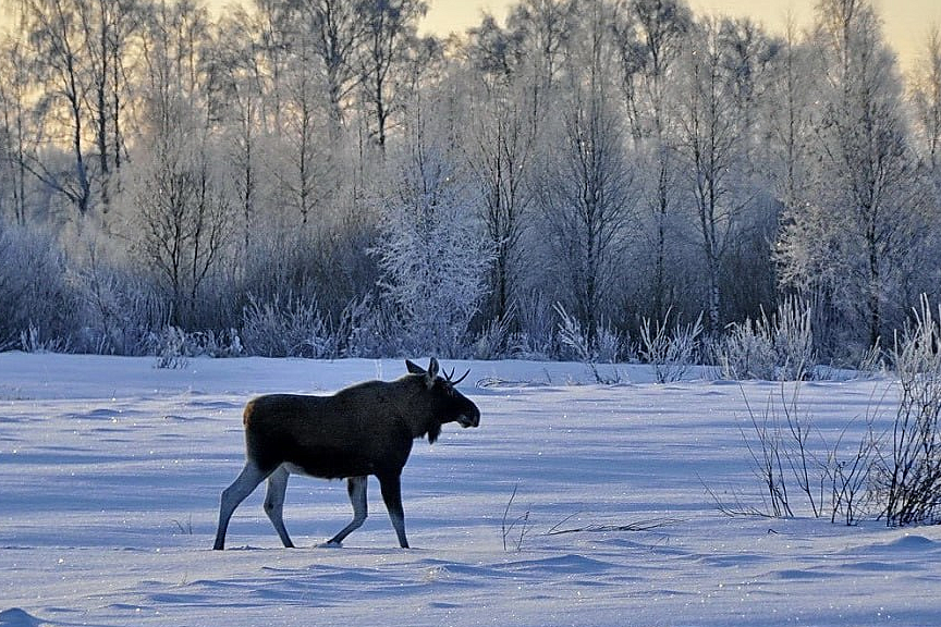 Фото: t.me/ohotaamur28