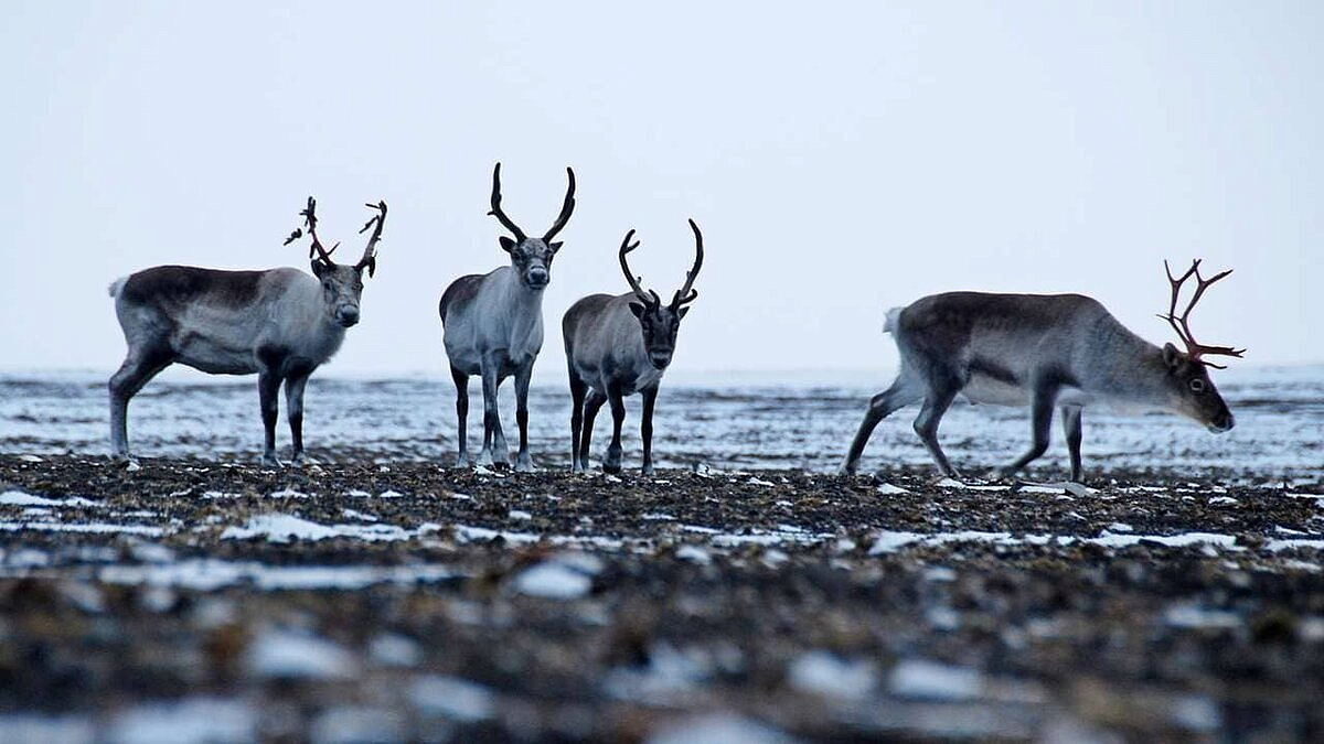 Фото: t.me/ohotaamur28