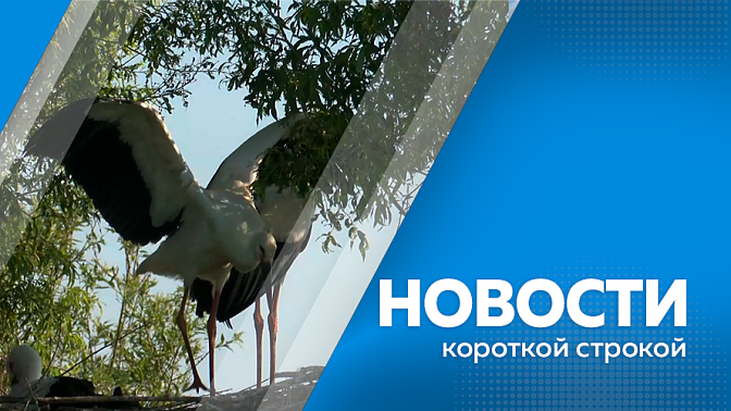 Новости короткой строкой. В Амурской области сформирован неснижаемый запас автомобильного топлива для населения. В Благовещенске открылся новый Молодёжный креативный Мультицентр. В муниципальных округах Приамурья завершили учёт дальневосточного аиста. 