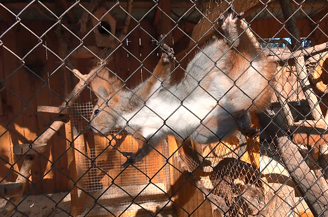 Животных, живущих в Первомайском парке Благовещенска, перевозят в тёплые вольеры