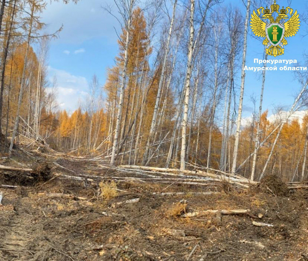 Фото: прокуратура Амурской области