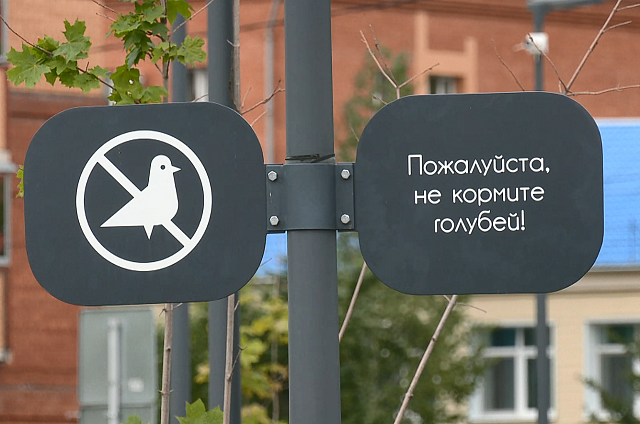 Корреспондент АОТВ узнал, какую угрозу могут создать голуби
