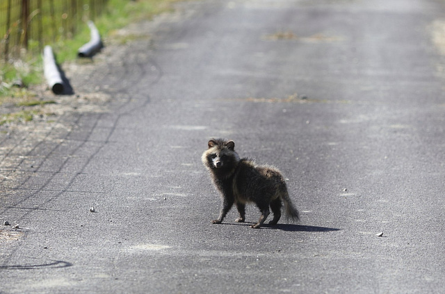 Карантин по бешенству сняли в селе Никольское Белогорского округа
