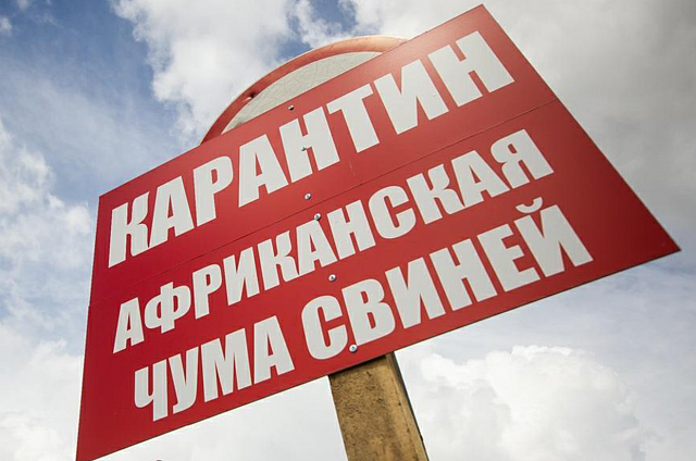 Сразу две вспышки африканской чумы свиней зафиксированы в Амурской области