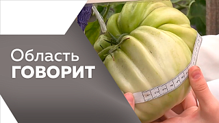 Область говорит. В Амурской области для многодетных семей предусмотрена ежегодная выплата на подготовку детей к учебному году. Сразу две "умные" спортивные площадки открыли в Приамурье в начале августа. Проект "Агроном-чемпион", в котором участвуют дети.
