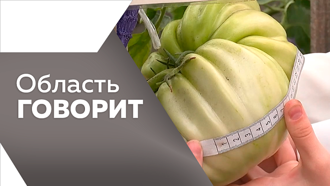 Область говорит. В Амурской области для многодетных семей предусмотрена ежегодная выплата на подготовку детей к учебному году. Сразу две "умные" спортивные площадки открыли в Приамурье в начале августа. Проект "Агроном-чемпион", в котором участвуют дети.