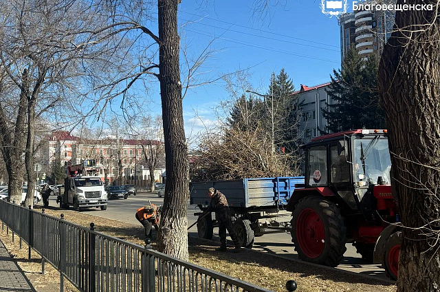 В центре Благовещенска спилят 12 аварийных тополей и высадят новые пятиметровые саженцы
