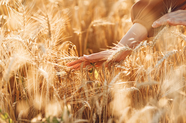 В Приамурье открыли набор на бесплатное обучение в «Школу фермера»
