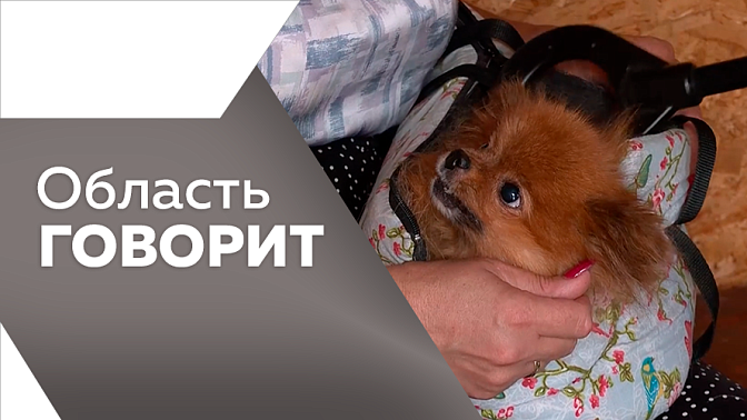 Область говорит. Новую школу в Благовещенске на 1200 мест должны сдать в эксплуатацию к 1 сентября. В Приамурье продолжается вакцинация от бешенства домашних питомцев. 29 августа в Белогорске пройдёт фестиваль окрошки.