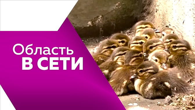 Область в сети. Снежки летом, каникулы школьников в амурской тайге, утиное семейство в библиотеке, путешествие блогера из Конго.