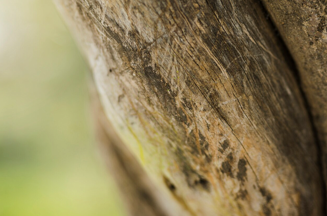 В Благовещенске на месте 35 старых деревьев на бульваре Горького высадят сосны и ясени