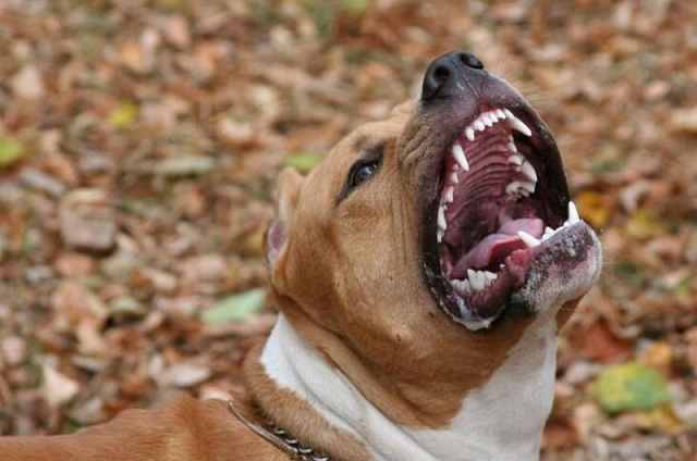 В Благовещенске выгул бойцовской собаки без намордника привёл к серьёзным последствиям