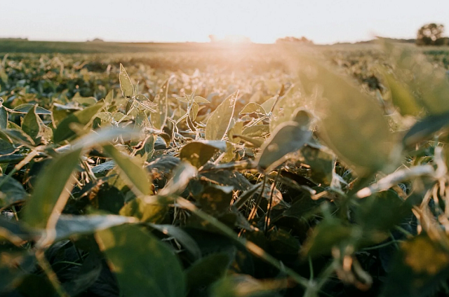 Магистрантка АмГУ придумала мобильное приложение, прогнозирующее урожайность сои 