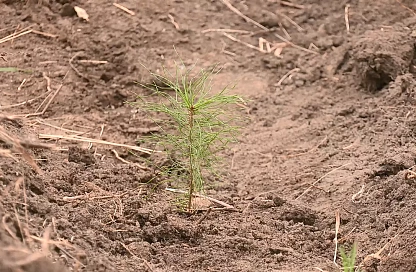Амурская область дышит полной грудью: в регионе высадили 70 тысяч молодых деревьев