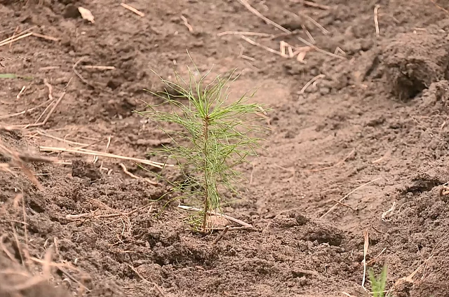 Амурская область дышит полной грудью: в регионе высадили 70 тысяч молодых деревьев