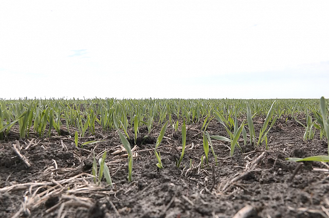 Сев ранних зерновых в Приамурье проходит с небольшим отставанием из-за погоды