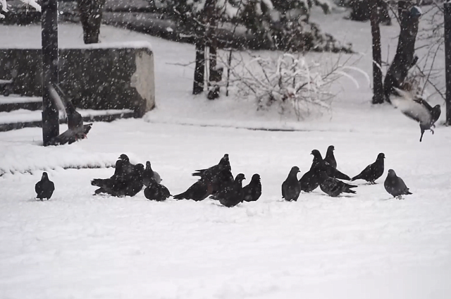 Апрель под снегом: в минувшие выходные несколько районов Приамурья оказались во власти циклона