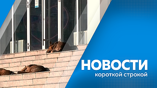 Специалисты МЧС отправились в Архаринский округ на поиски 70-летней жительницы Аркадьевки. Скупщика банковских карт задержали сотрудники уголовного розыска в Благовещенске. Амурчане стали реже жаловаться на владельцев собак.