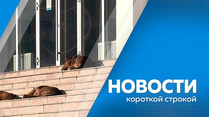 Специалисты МЧС отправились в Архаринский округ на поиски 70-летней жительницы Аркадьевки. Скупщика банковских карт задержали сотрудники уголовного розыска в Благовещенске. Амурчане стали реже жаловаться на владельцев собак.
