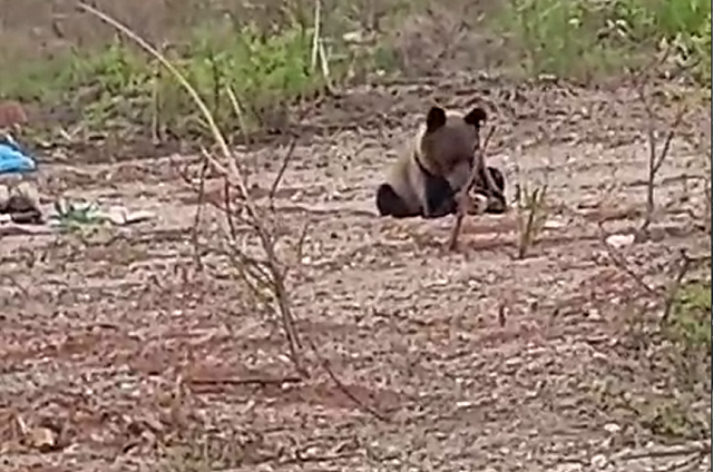 Медведи пришли полакомиться черёмухой на базу отдыха в Зейском районе