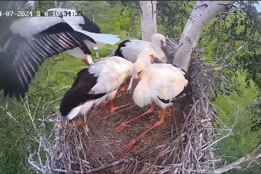 Фото: скриншот видео t.me/amur_birds