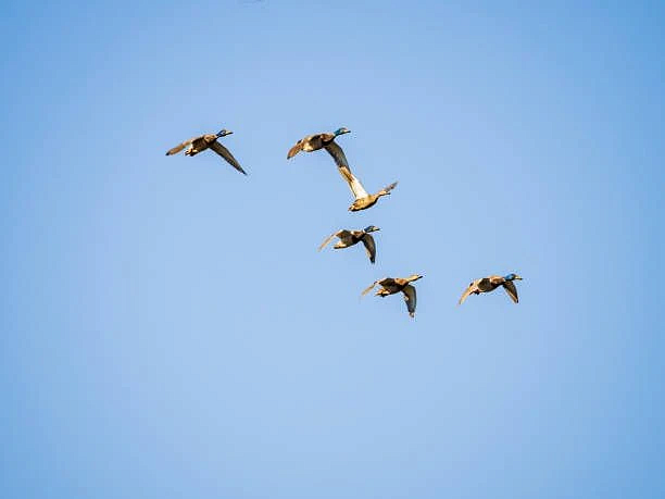 Фото: max.ru/id2801169387_gos