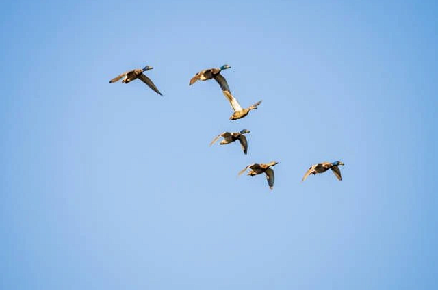 В Приамурье начали проверку перелетных птиц на вирус гриппа перед сезонной миграцией гусей и уток