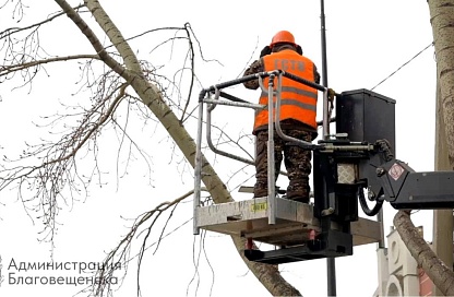 Более сотни деревьев привели в порядок в Благовещенске с начала года
