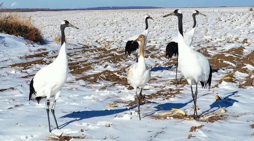 Фото: t.me/amur_birds