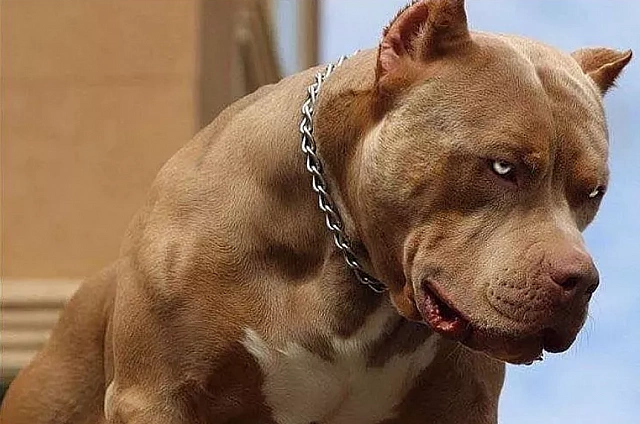 Опасная прогулка без намордника обошлась владелице собаки более чем в 80 тысяч рублей