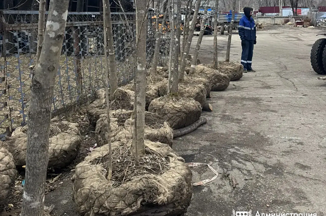 Пятиметровые ясени из Приморья украсят улицы Благовещенска на этой неделе