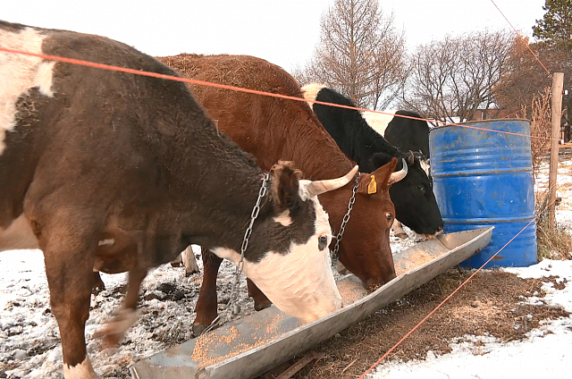 Крупный рогатый скот разводит семья амурчан из села Белогорского округа
